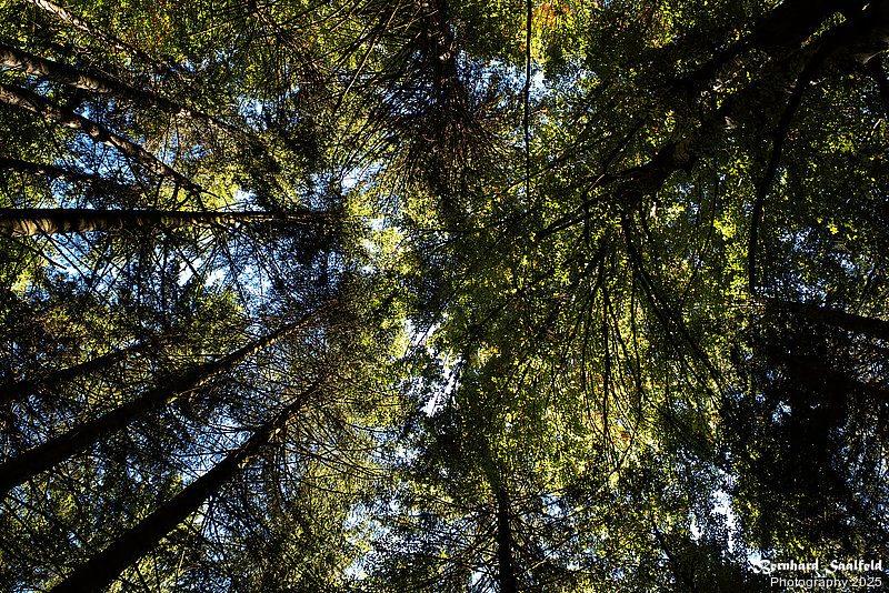 Bernhard Saalfeld - Wiesachweg (5v9)